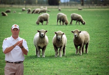 Sheep_medium