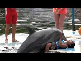 Dolphin_rape_medium