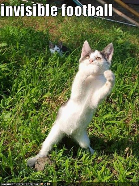Funny-pictures-kitten-plays-invisible-football_medium