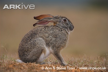 Cape-hare-side-view_medium