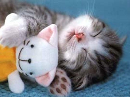 Too-cute-kitten_medium