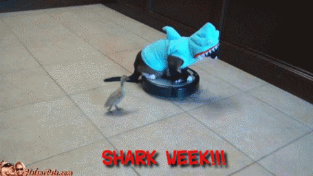 Shark-week_4786580_gifsoup