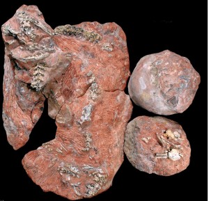 Indian-snake-fossil-300x289_medium