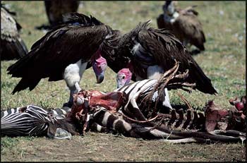 Vulture-pictures_medium