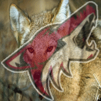 Coyotes_1_medium