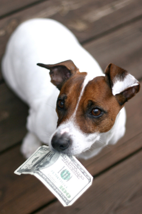 Dog_money_medium