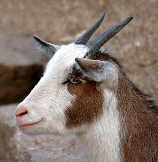 Goat_medium