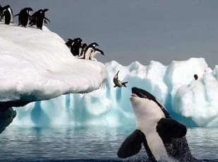 Penguin_whale_medium