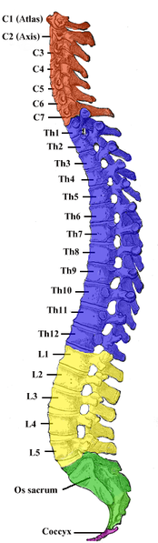 174px-gray_111_-_vertebral_column-coloured_medium