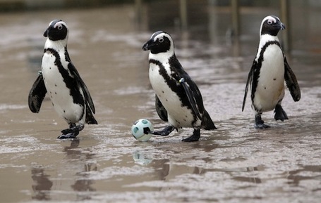 119433-african-penguins-play-with-a-small-soccer-ball-during-an-event-at-hakk_medium