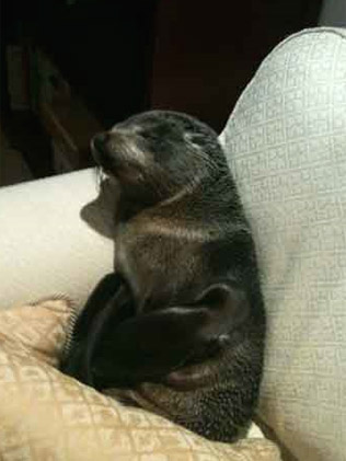188744-seal-pup