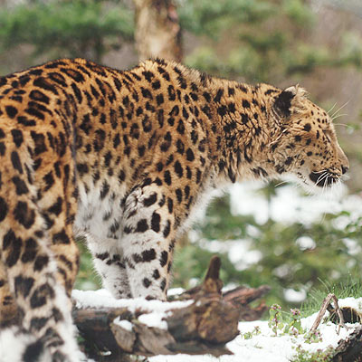 Amur-leopard-2623_medium
