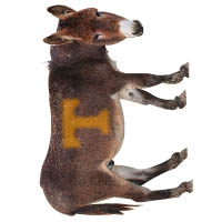 Jackson the Mule Logo