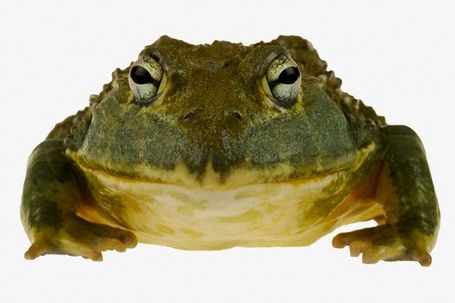 Bullfrog_medium