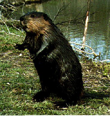 Beavers_medium