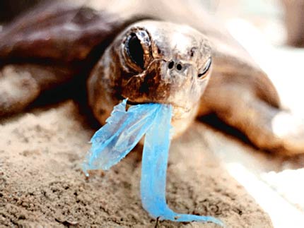 Turtle-plastic-bag-photo_medium