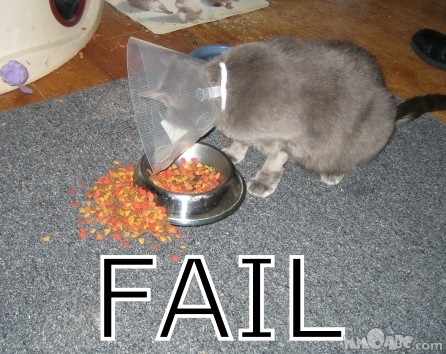 Failed-cat_medium